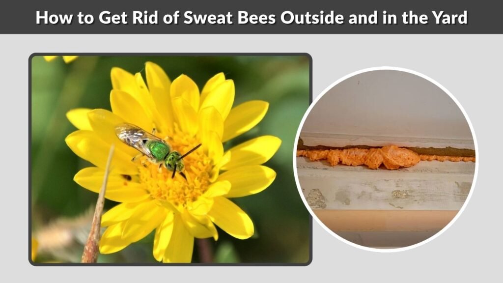 How to Get Rid of Sweat Bees Outside and in the Yard
