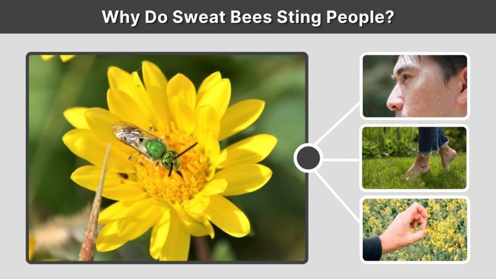 Why Do Sweat Bees Sting People?