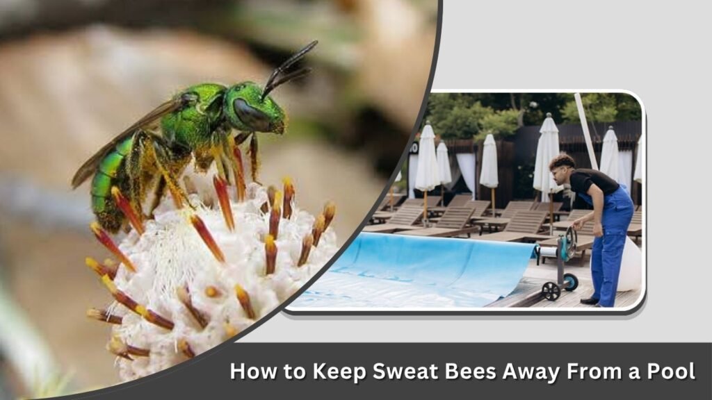 How to Keep Sweat Bees Away From a Pool
