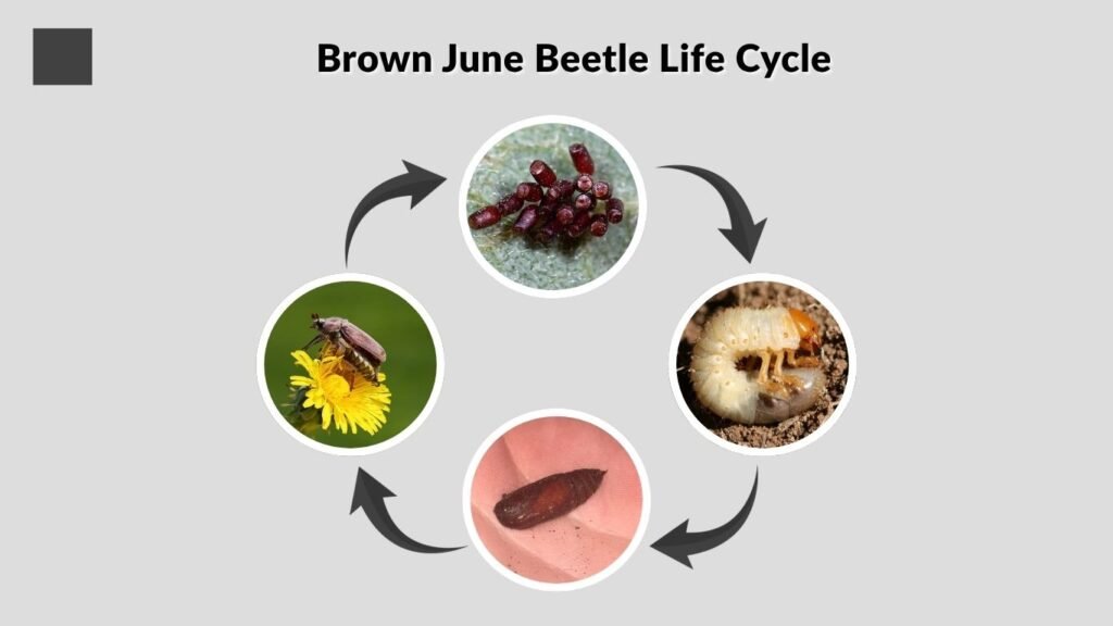 Brown June Beetle Life Cycle