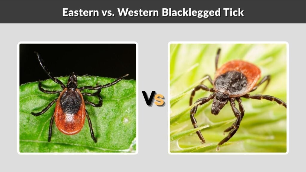 Eastern vs. Western Blacklegged Tick