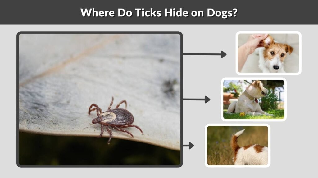 Where Do Ticks Hide on Dogs?