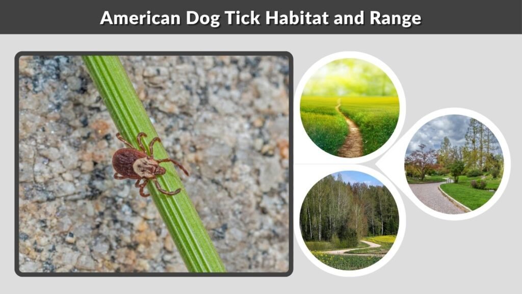 American Dog Tick Habitat and Range