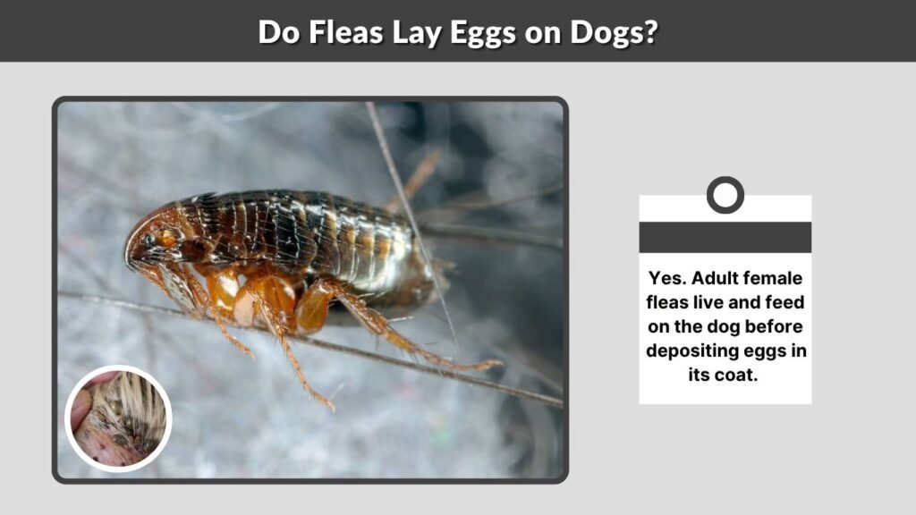 Do Fleas Lay Eggs on Dogs?