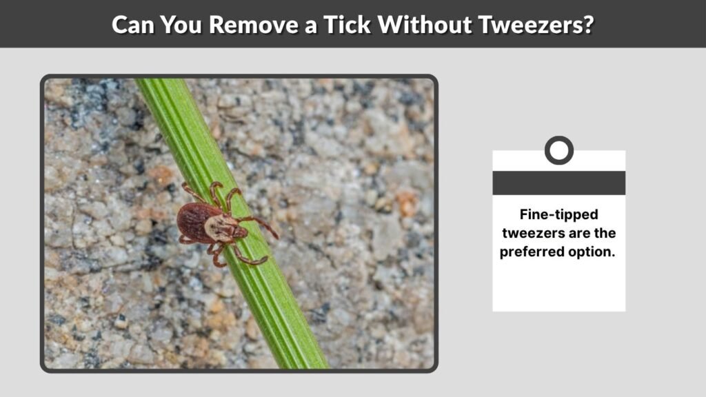 Can You Remove a Tick Without Tweezers?