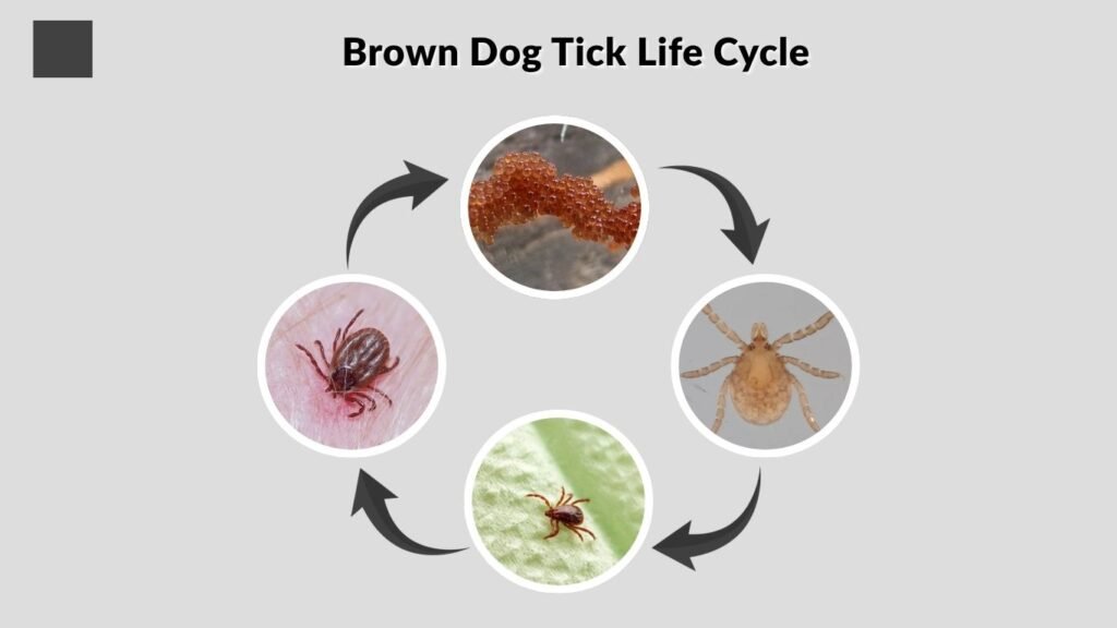 Brown Dog Tick Life Cycle