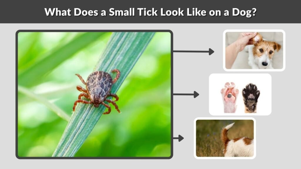 What Does a Small Tick Look Like on a Dog?