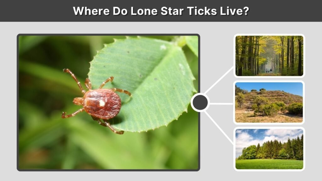 Where Do Lone Star Ticks Live?