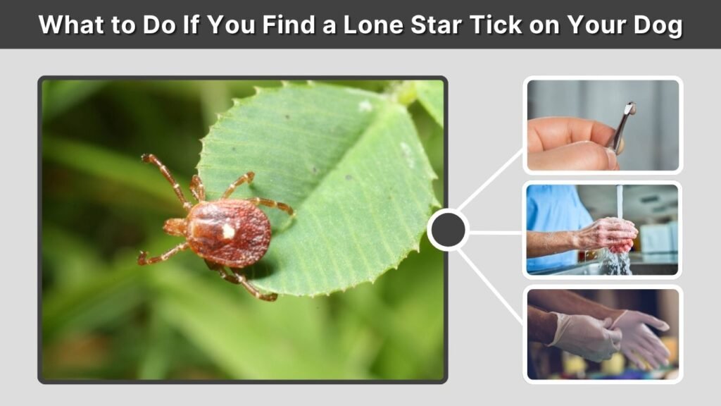 What to Do If You Find a Lone Star Tick on Your Dog