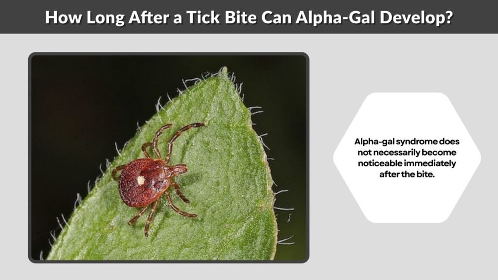 How Long After a Tick Bite Can Alpha-Gal Develop?