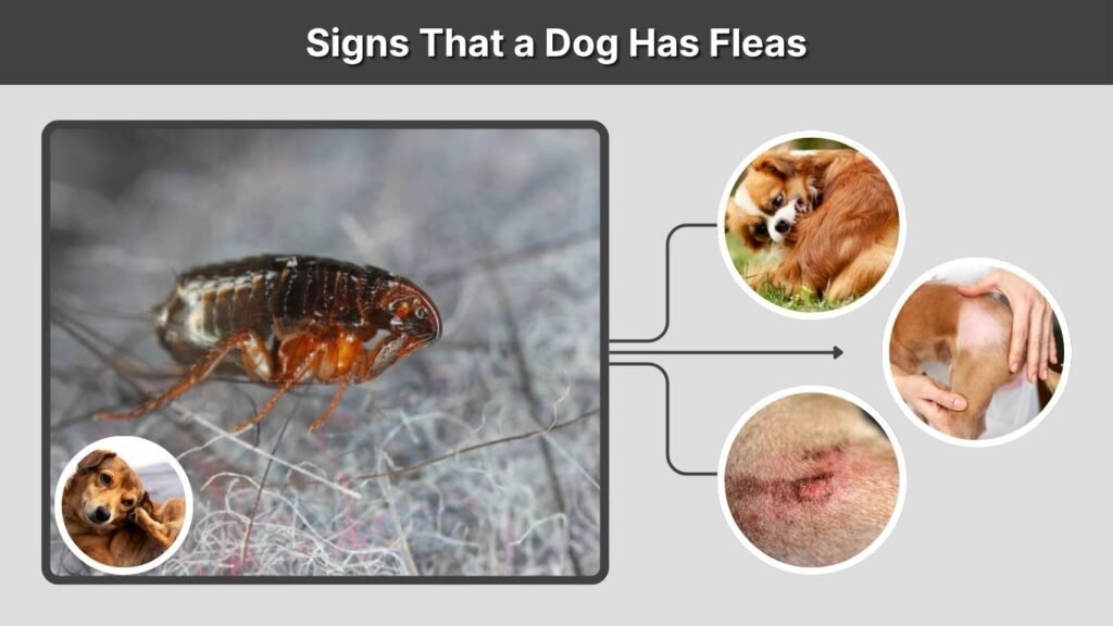 Signs That a Dog Has Fleas