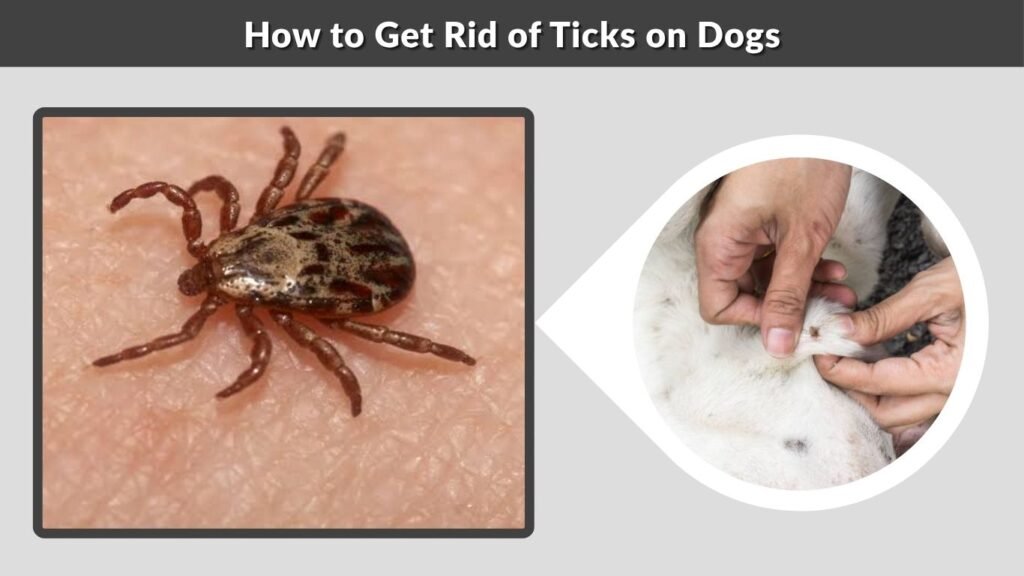 How to Get Rid of Ticks on Dogs