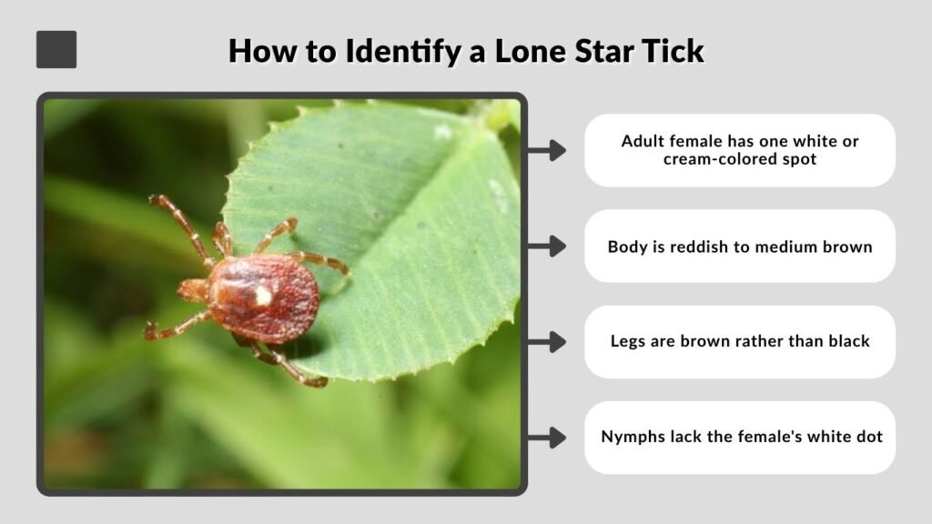 How to Identify a Lone Star Tick