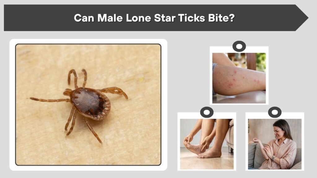 Can Male Lone Star Ticks Bite?