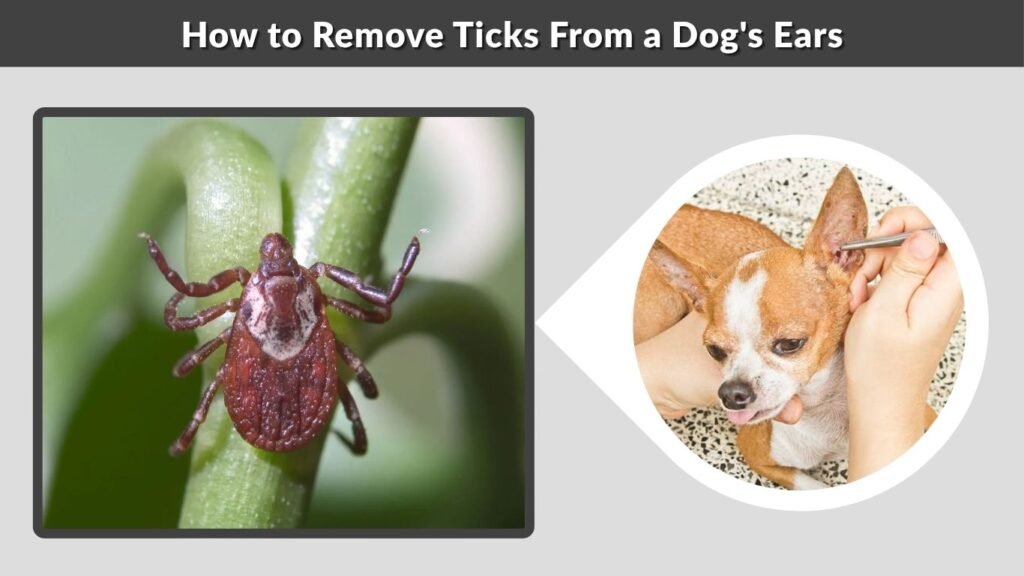 How to Remove Ticks From a Dog's Ears