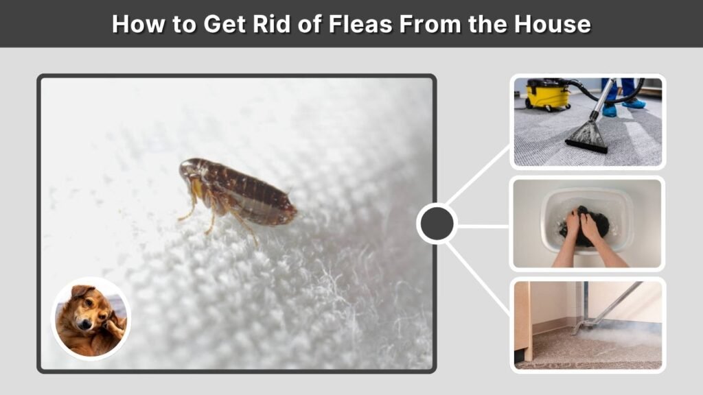 How to Get Rid of Fleas From the House