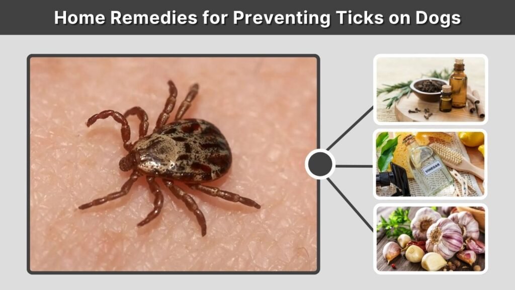 Home Remedies for Preventing Ticks on Dogs