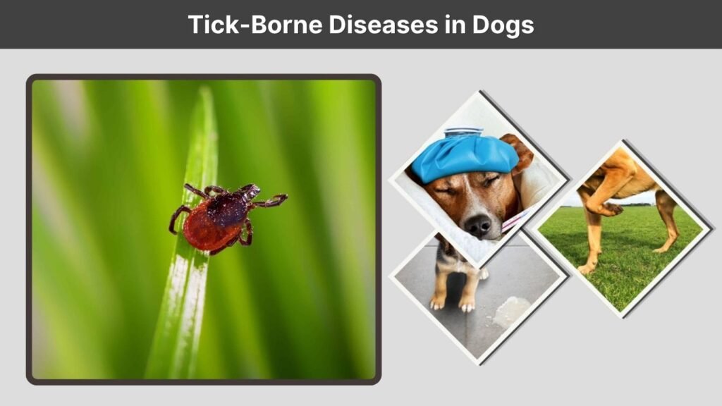 Tick-Borne Diseases in Dogs