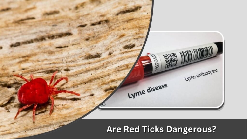 Are Red Ticks Dangerous?