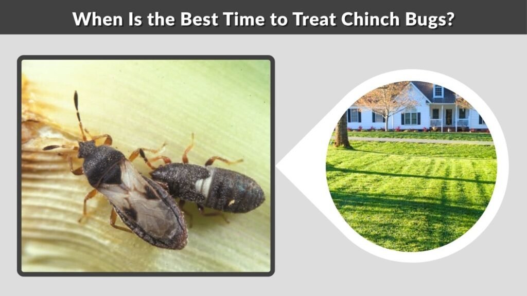 When Is the Best Time to Treat Chinch Bugs?