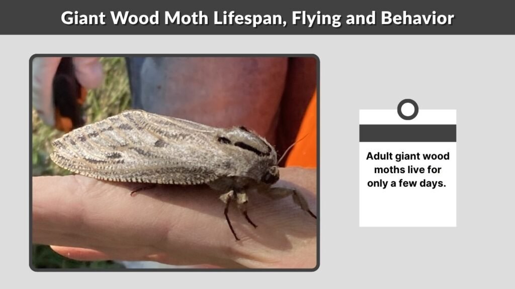 Giant Wood Moth Lifespan, Flying and Behavior