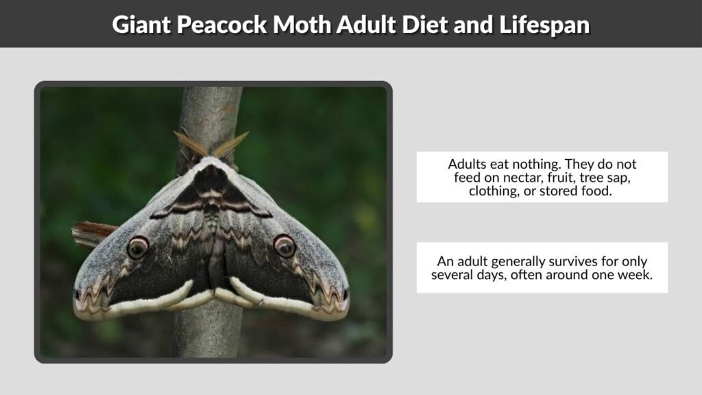 Giant Peacock Moth Adult Diet and Lifespan