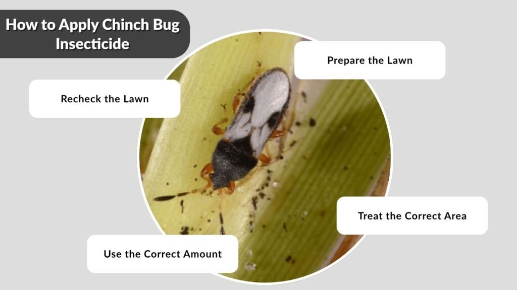 How to Apply Chinch Bug Insecticide