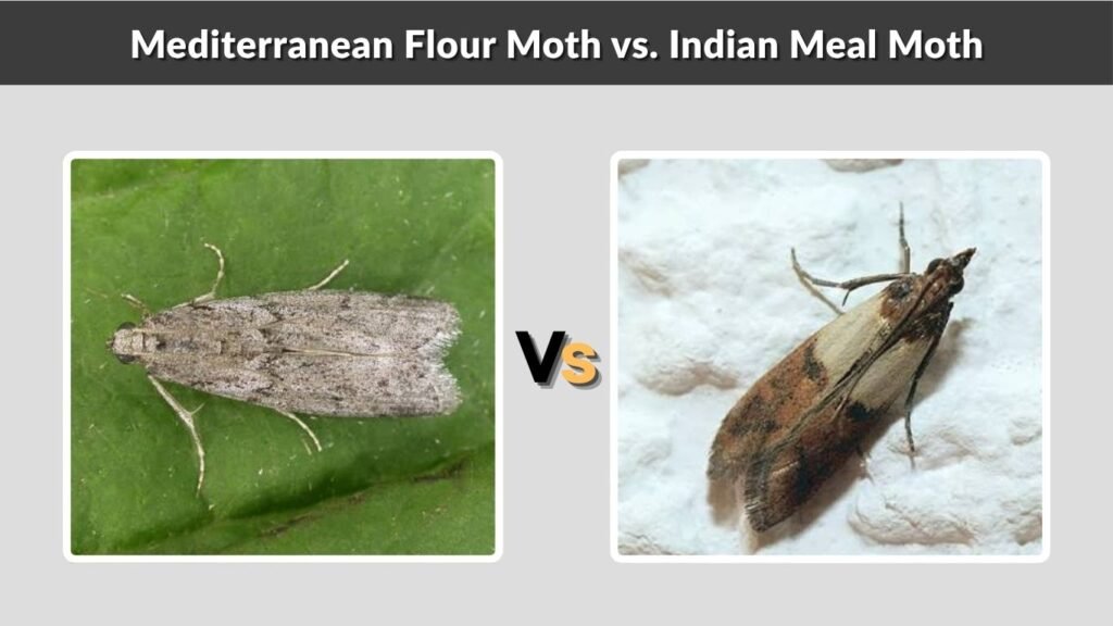 Mediterranean Flour Moth vs. Indian Meal Moth