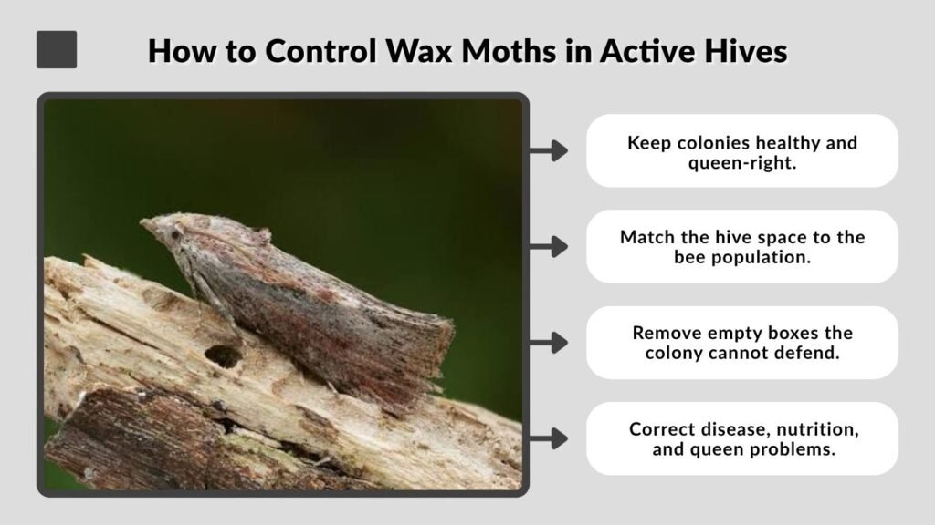 How to Control Wax Moths in Active Hives