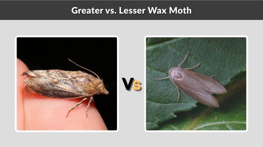 Greater vs. Lesser Wax Moth