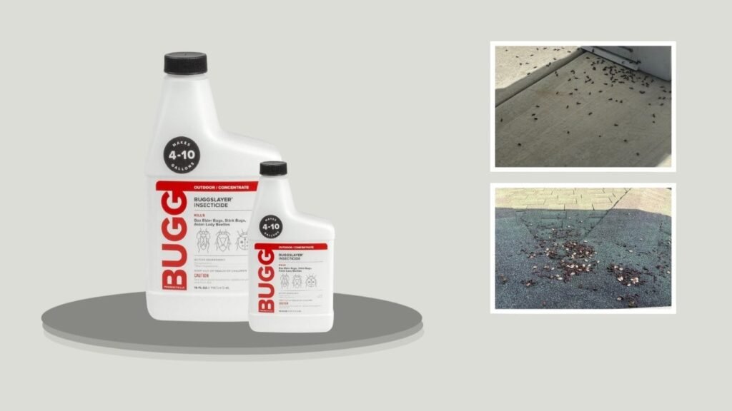 4. BUGGSLAYER Insecticide Concentrate