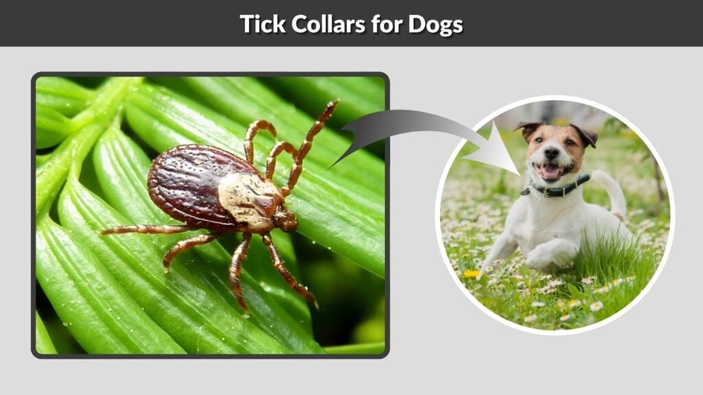 Tick Collars for Dogs