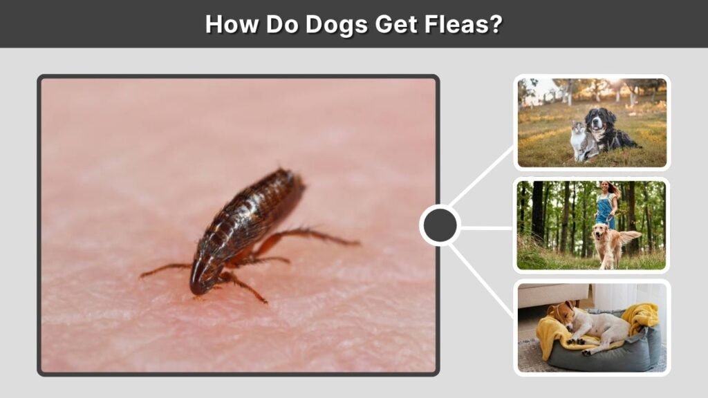 How Do Dogs Get Fleas?