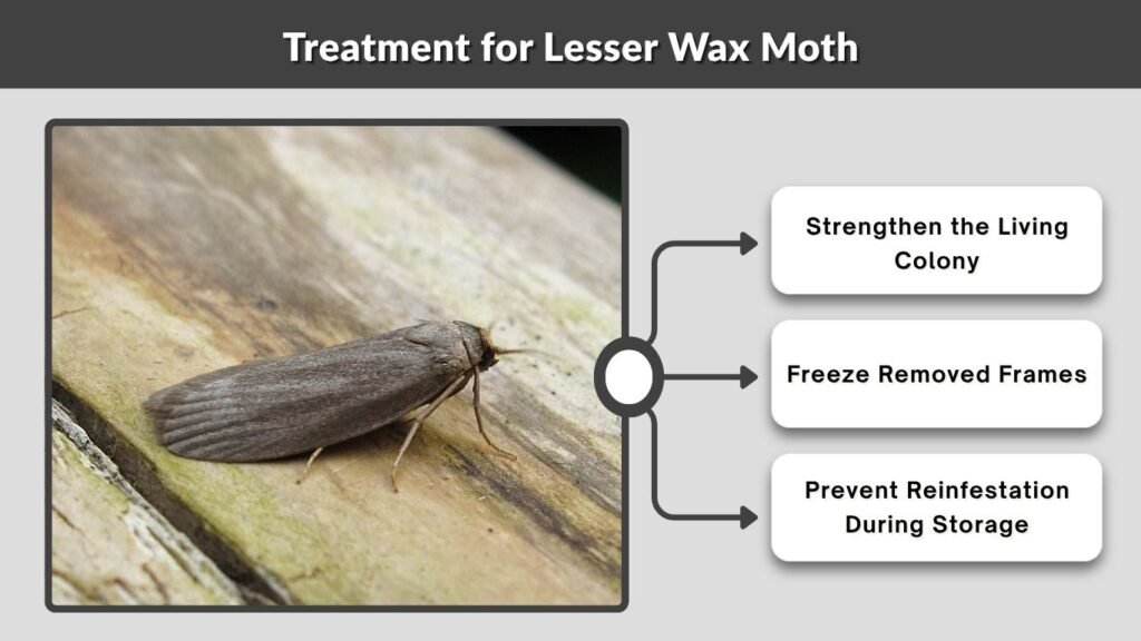 Treatment for Lesser Wax Moth