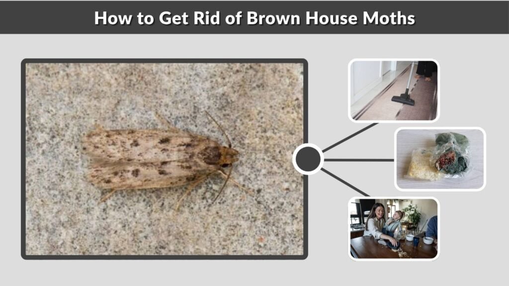 How to Get Rid of Brown House Moths