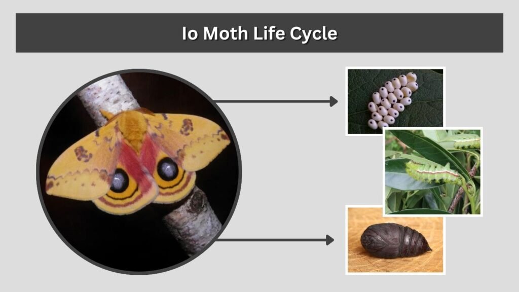Io Moth Life Cycle