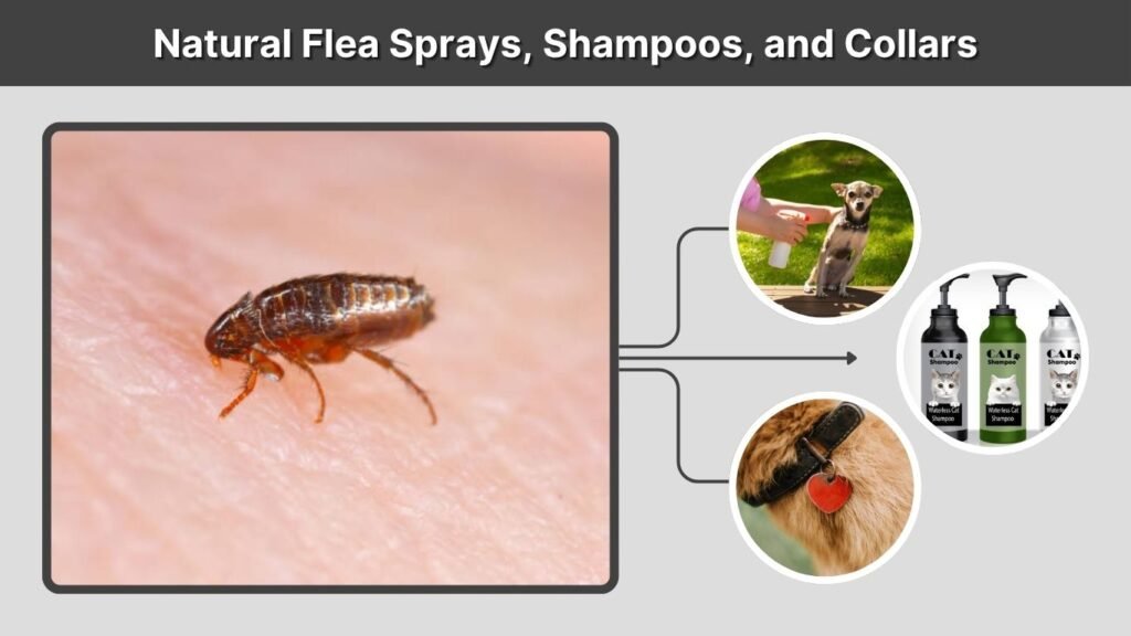 Natural Flea Sprays, Shampoos, and Collars