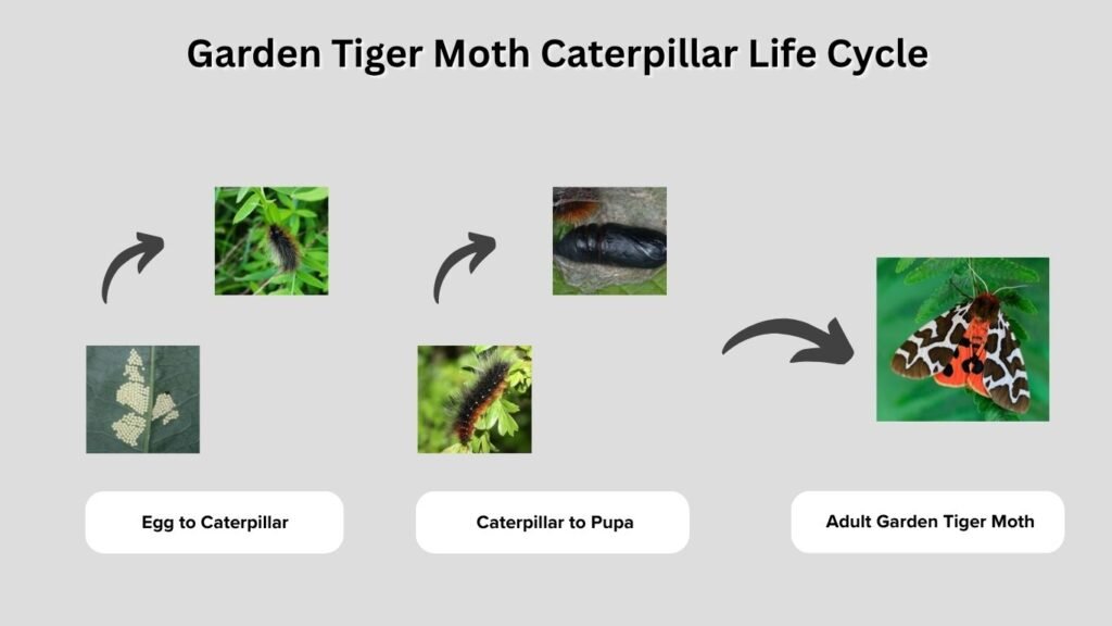 Garden Tiger Moth Caterpillar Life Cycle
