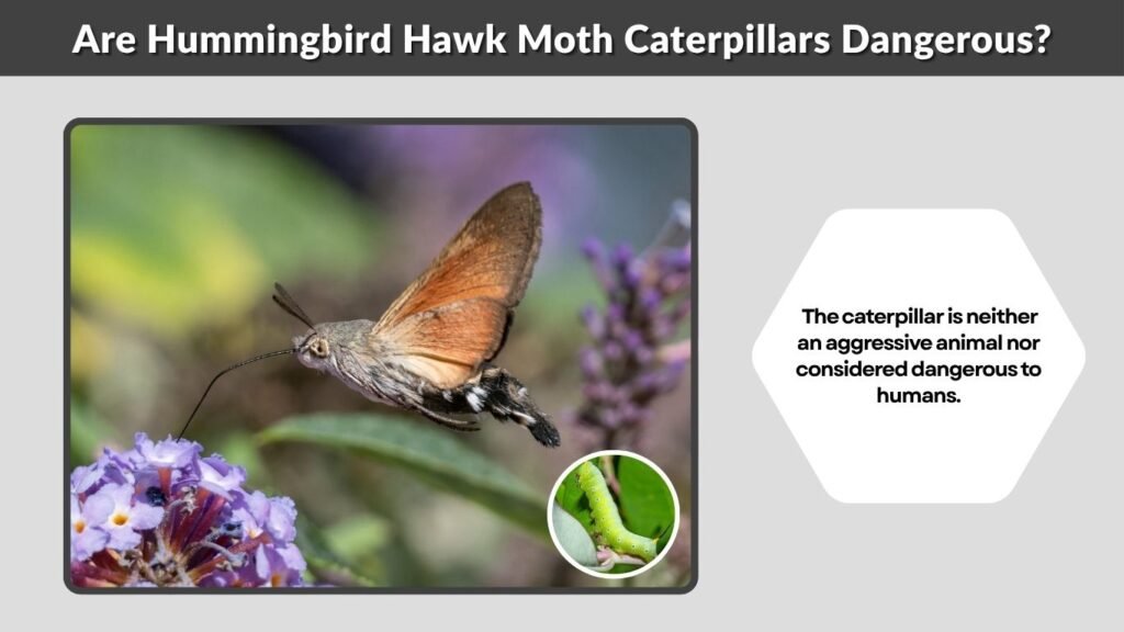 Are Hummingbird Hawk Moth Caterpillars Dangerous?