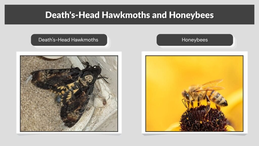 Death's-Head Hawkmoths and Honeybees