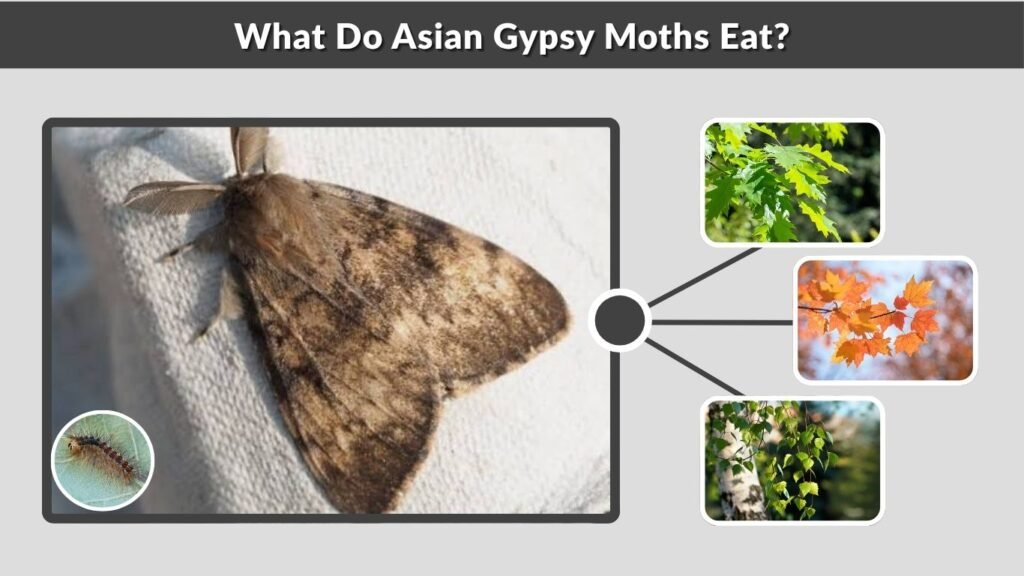 What Do Asian Gypsy Moths Eat?