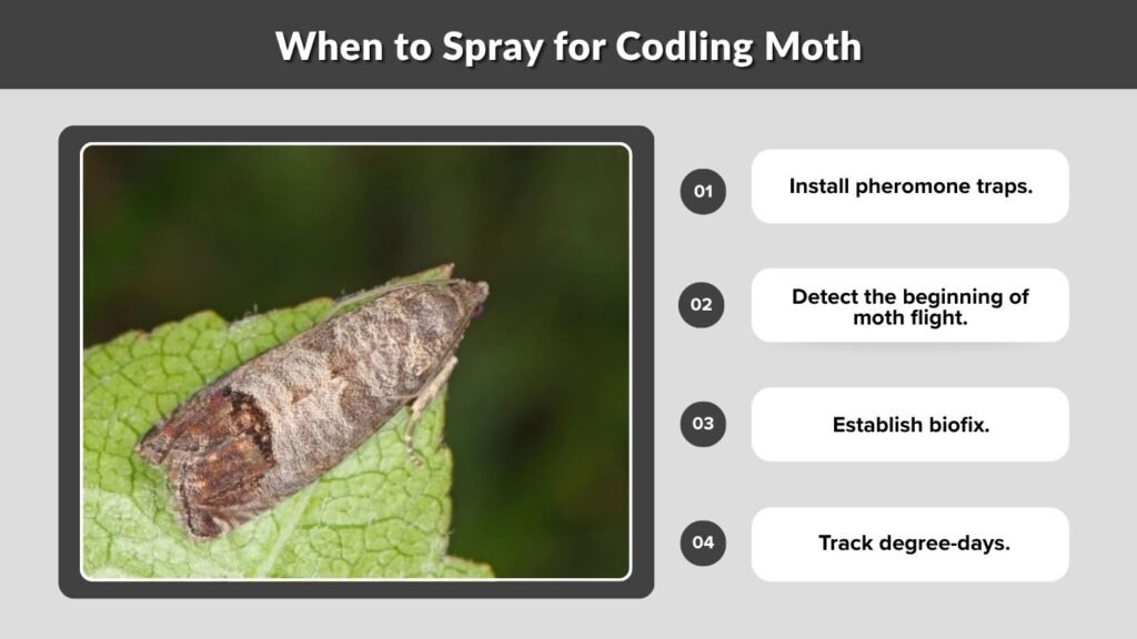 When to Spray for Codling Moth