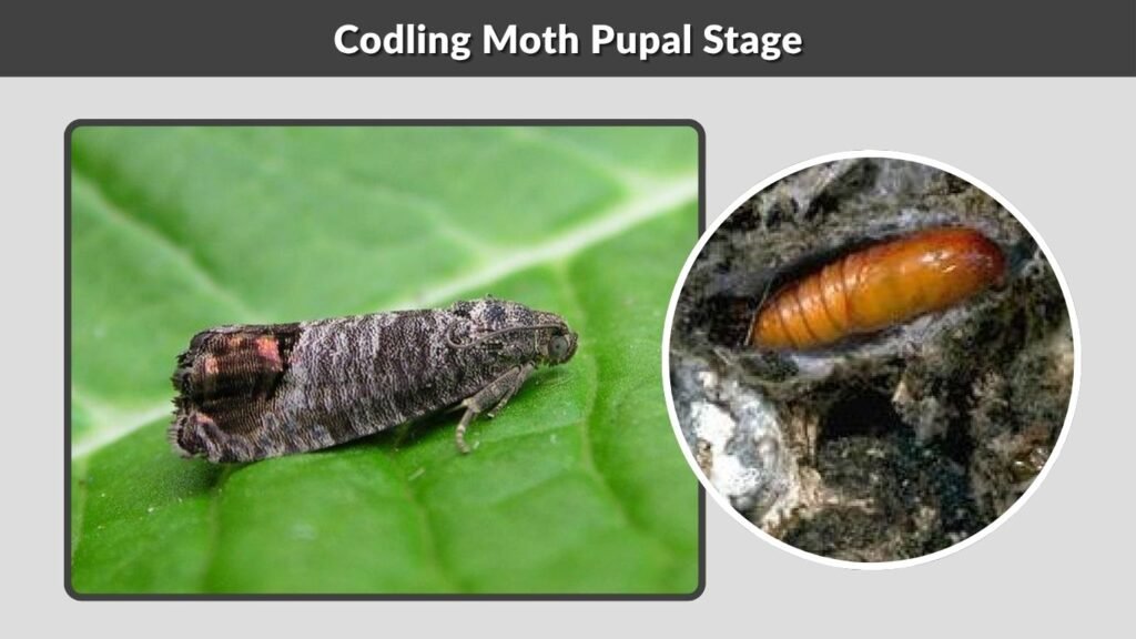 Codling Moth Pupal Stage