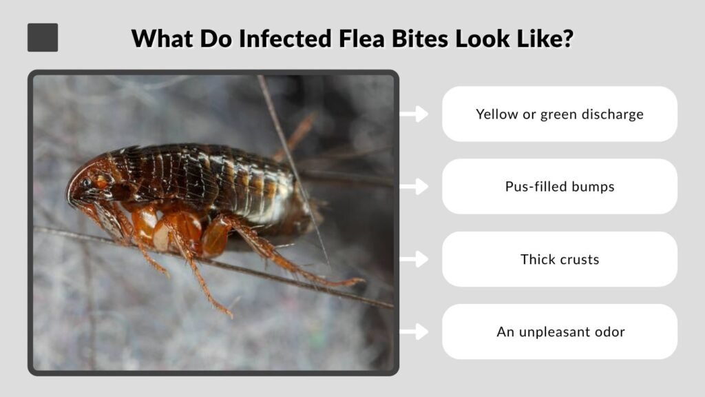 What Do Infected Flea Bites Look Like?