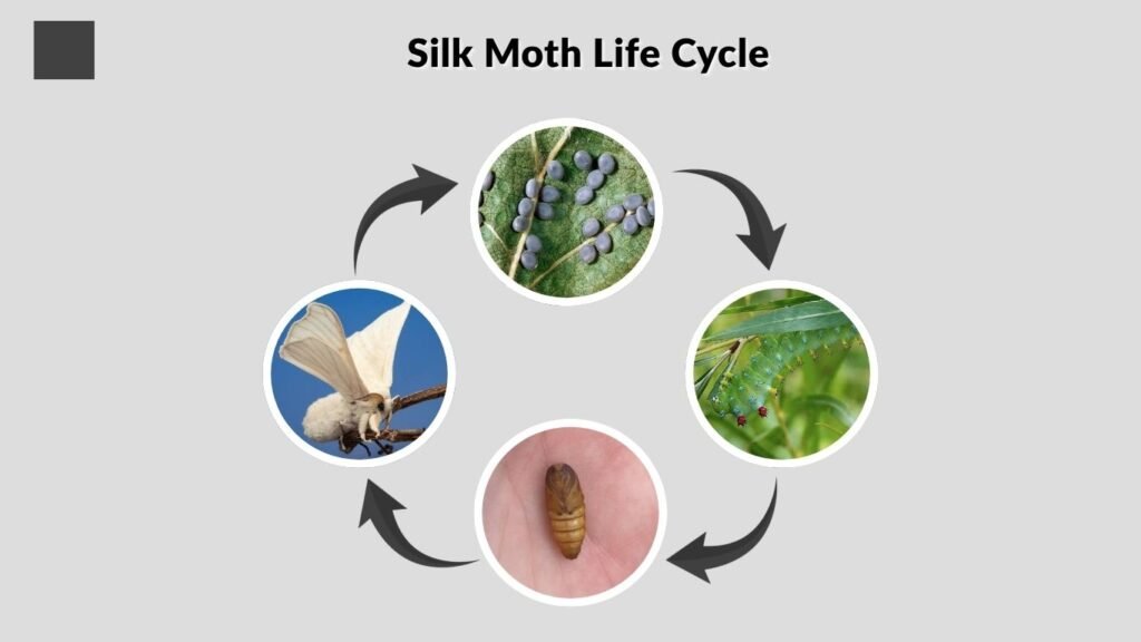 Silk Moth Life Cycle