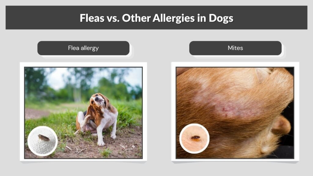 Fleas vs. Other Allergies in Dogs