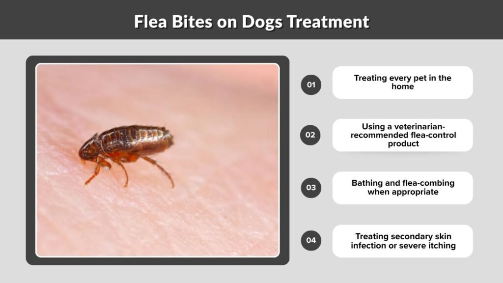 Flea Bites on Dogs Treatment