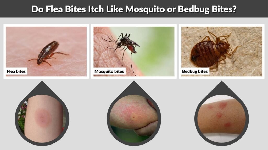 Do Flea Bites Itch Like Mosquito or Bedbug Bites?