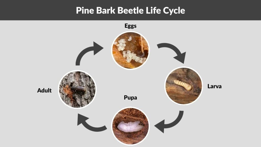 Pine Bark Beetle Life Cycle
