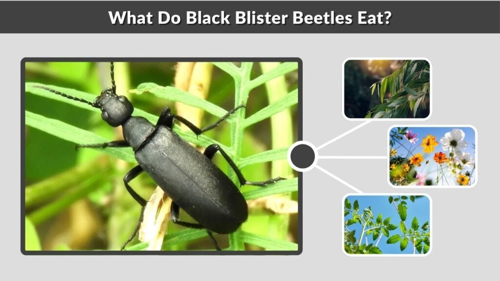 What Do Black Blister Beetles Eat?